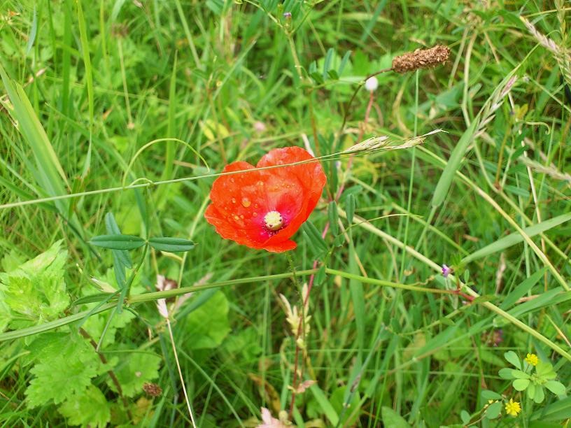 Wilde Mohnblüte