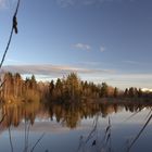 Wilde Moorlandschaft - Der Nillsee im Pfrunger-Burgweiler Ried