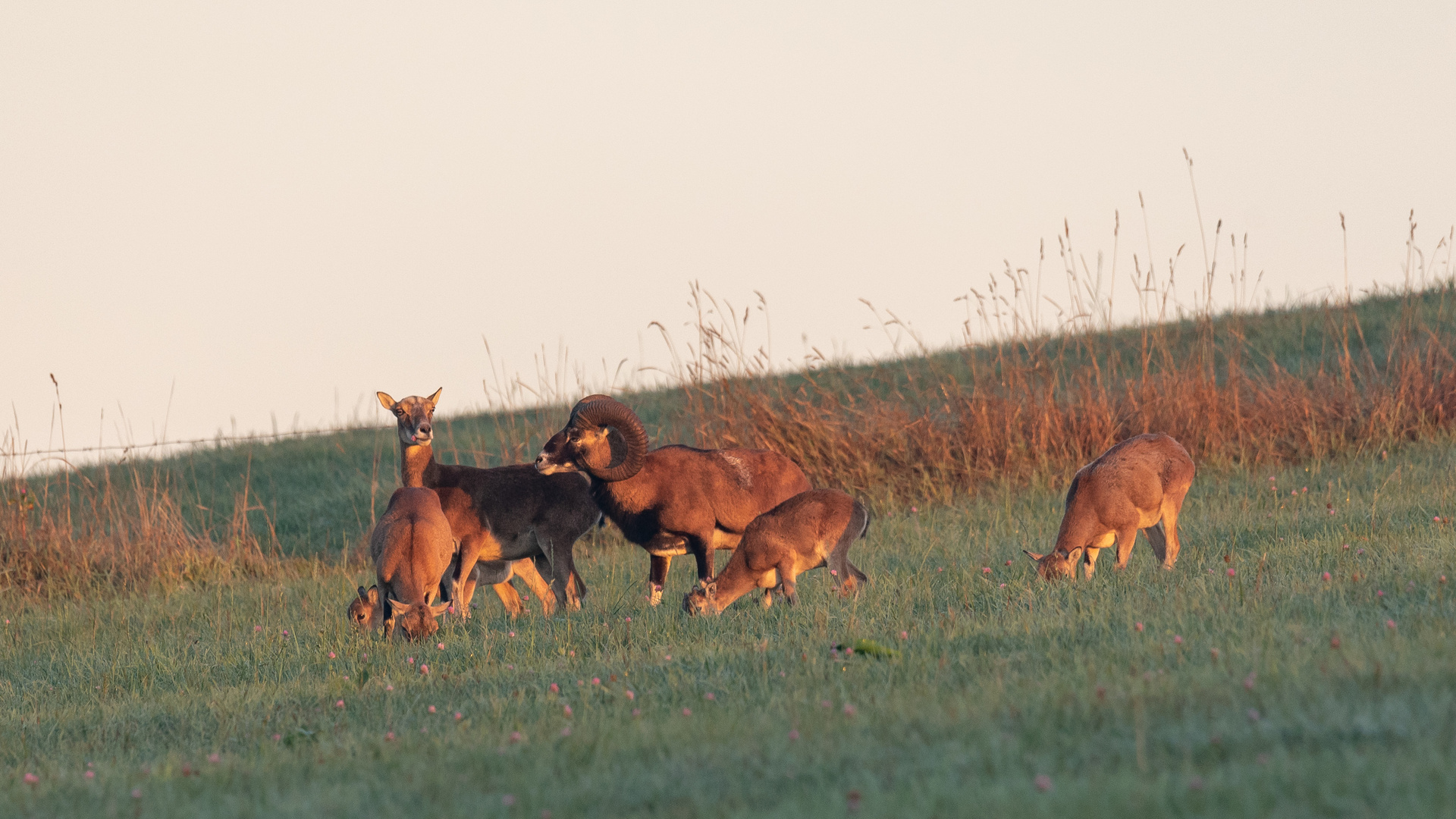 Wilde Mufflonherde bei Sonnenaufgang