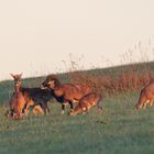 Wilde Mufflonherde bei Sonnenaufgang