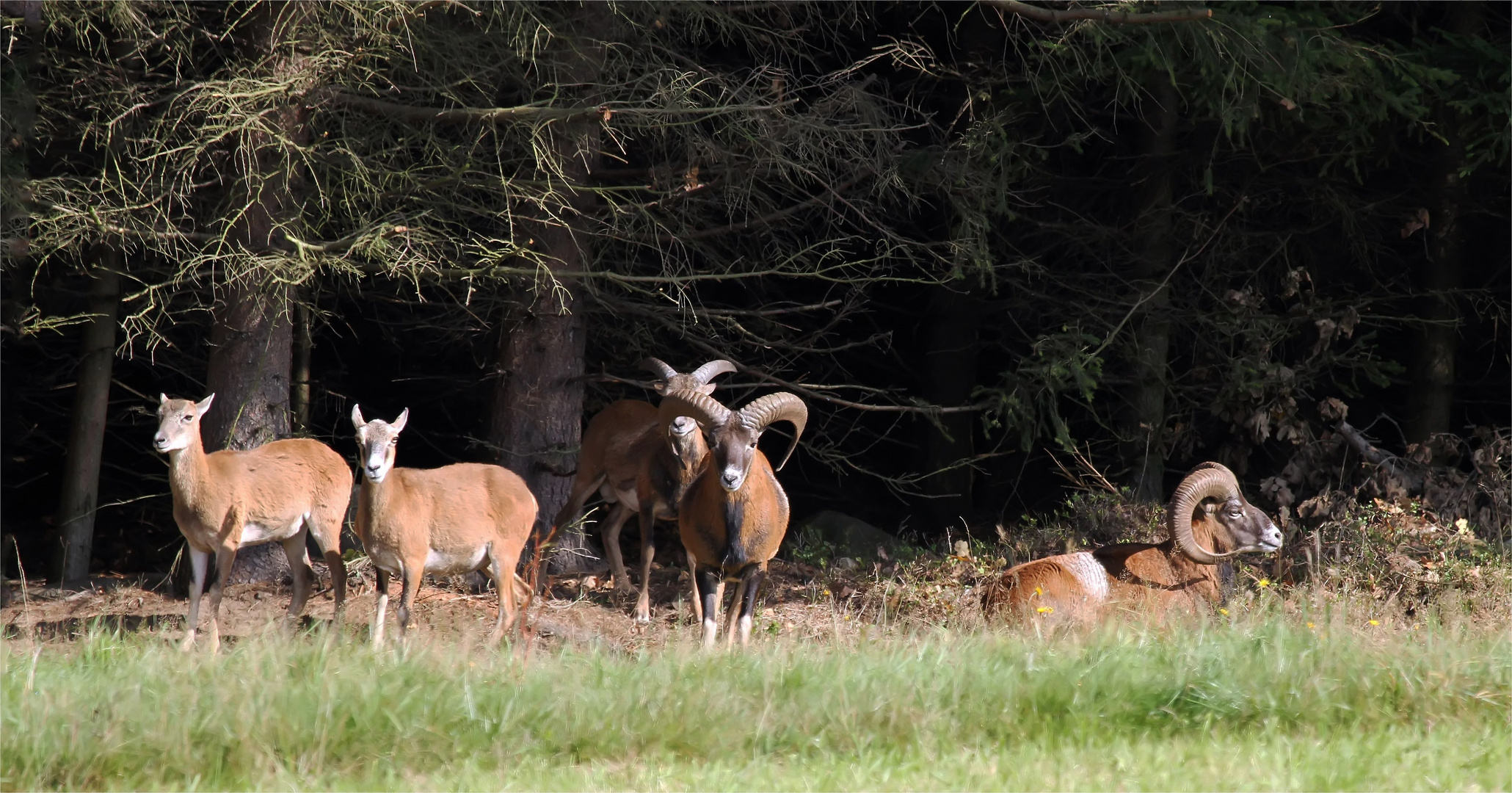 Wilde Mufflons