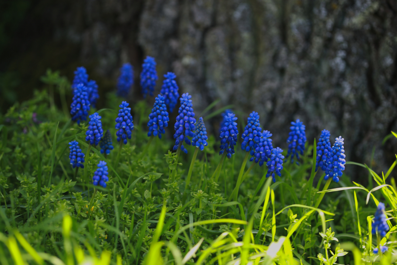 wilde Muscari