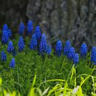 wilde Muscari