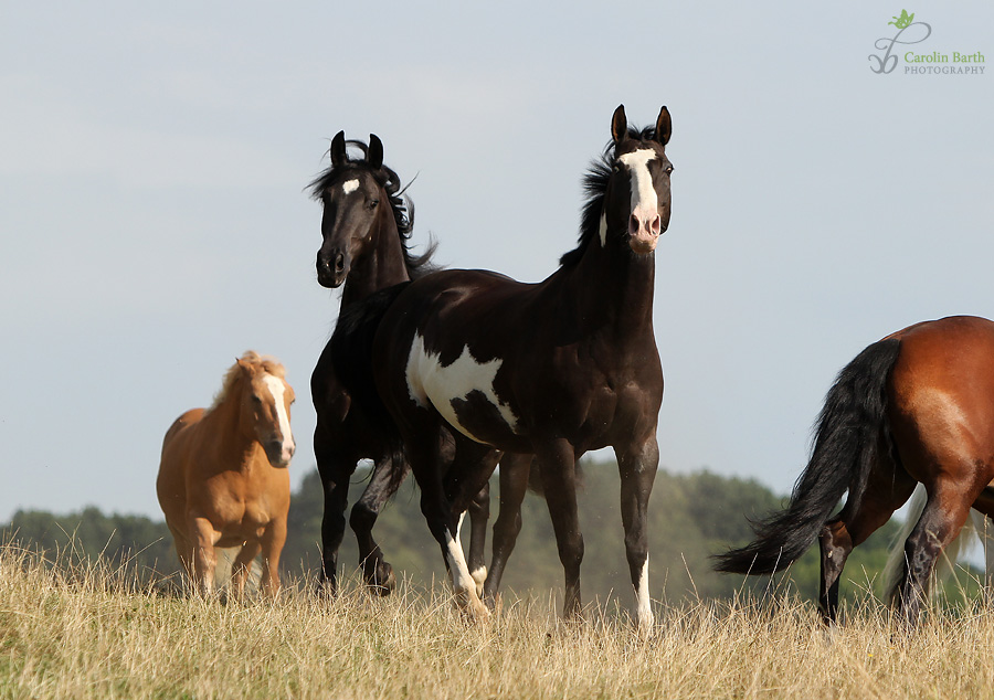 Wilde Mustangs in der Prärie