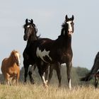 Wilde Mustangs in der Prärie