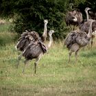 Wilde Nandus in Mecklenburg-Vorpommern