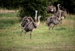 Wilde Nandus in Mecklenburg-Vorpommern