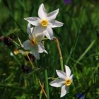 wilde Narzisse im Ausseerland