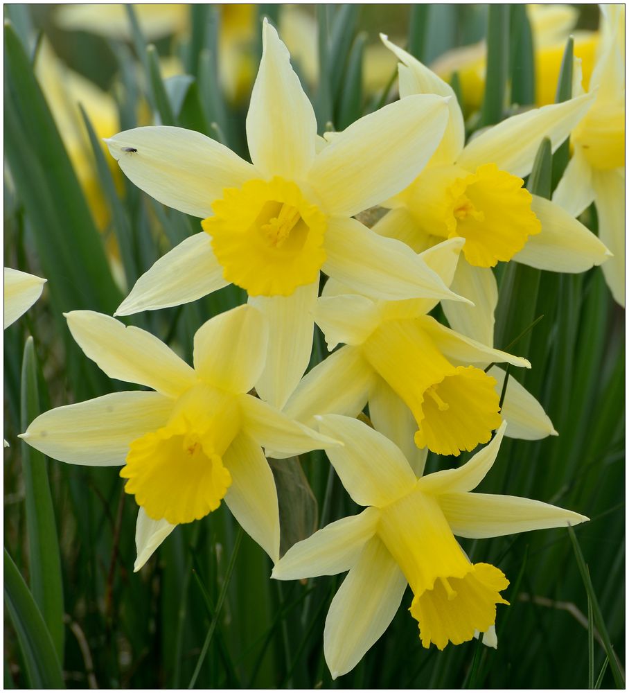 Bild von Narzissen: A Comprehensive Guide