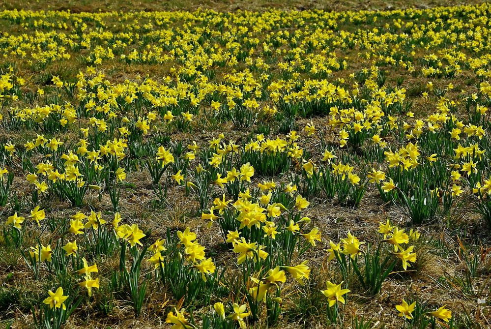 Wilde Narzissen Foto & Bild | pflanzen, pilze & flechten, blüten- & kleinpflanzen, iris und ...