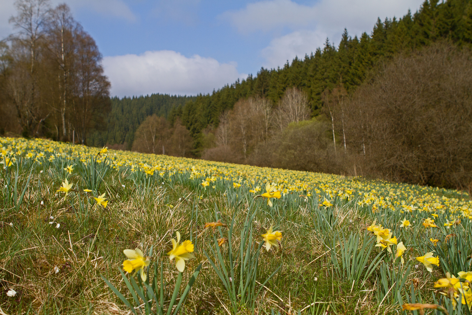 Wilde Narzissen