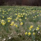 Wilde Narzissen - endlich Frühling!