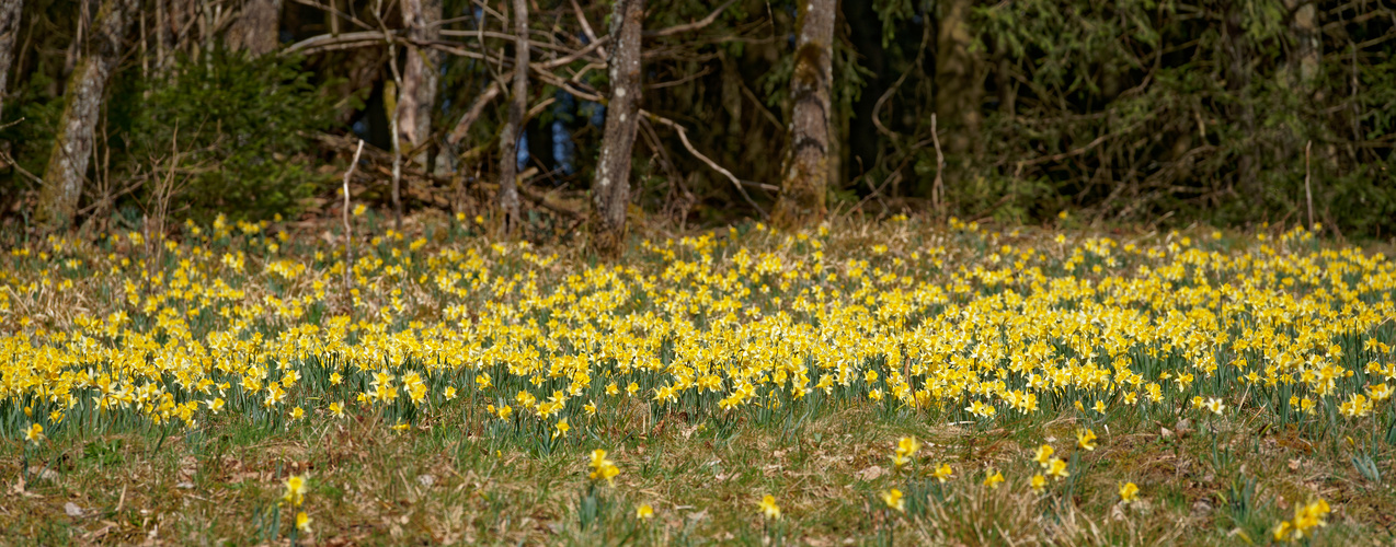 Wilde Narzissen im Perlenbachtal