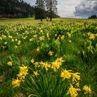 Wilde Narzissen im Schweizer Jura