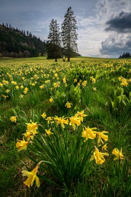 Wilde Narzissen im Schweizer Jura