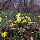 Wilde Narzissen im Wald