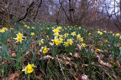 Wilde Narzissen im Wald