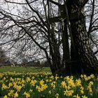 wilde Narzissen in der Eifel