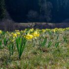 wilde Narzissen in der Eifel