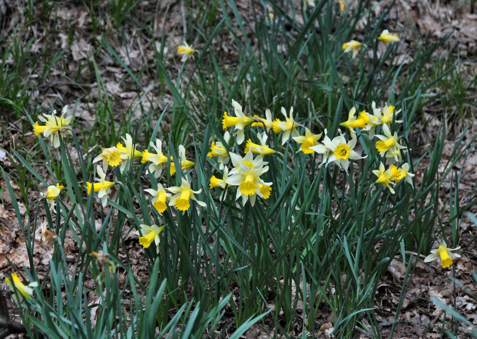 wilde Narzissen in der Nordeifel