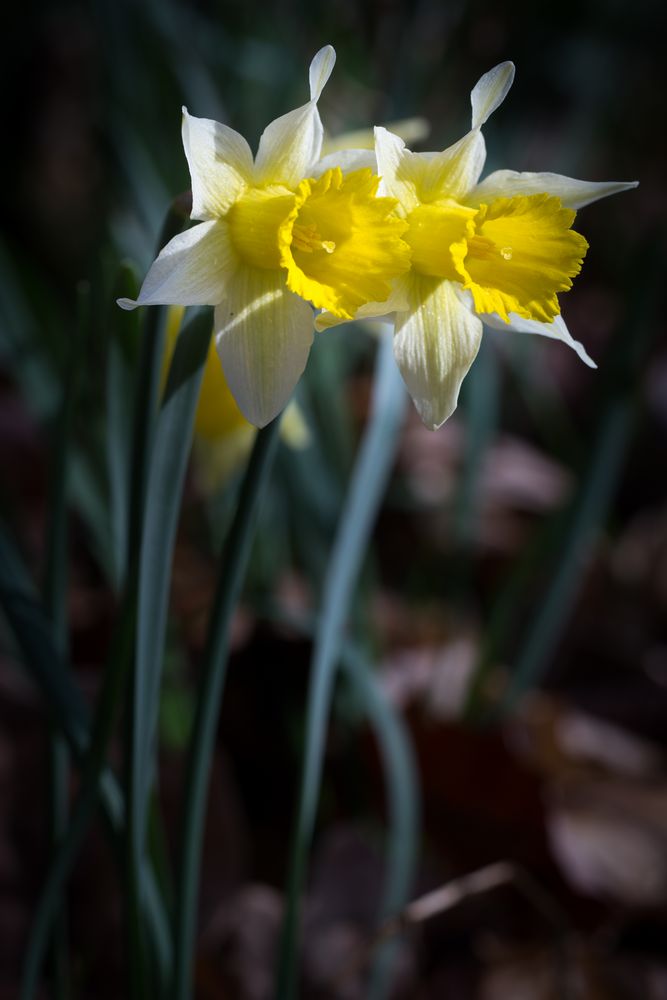 Wilde Narzissenblüte