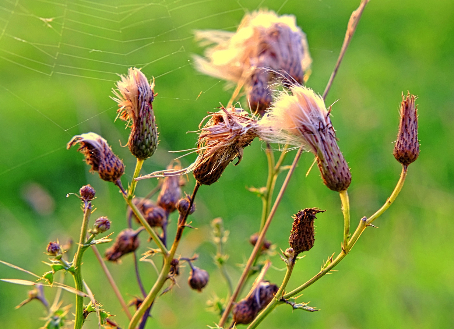 Wilde Natur