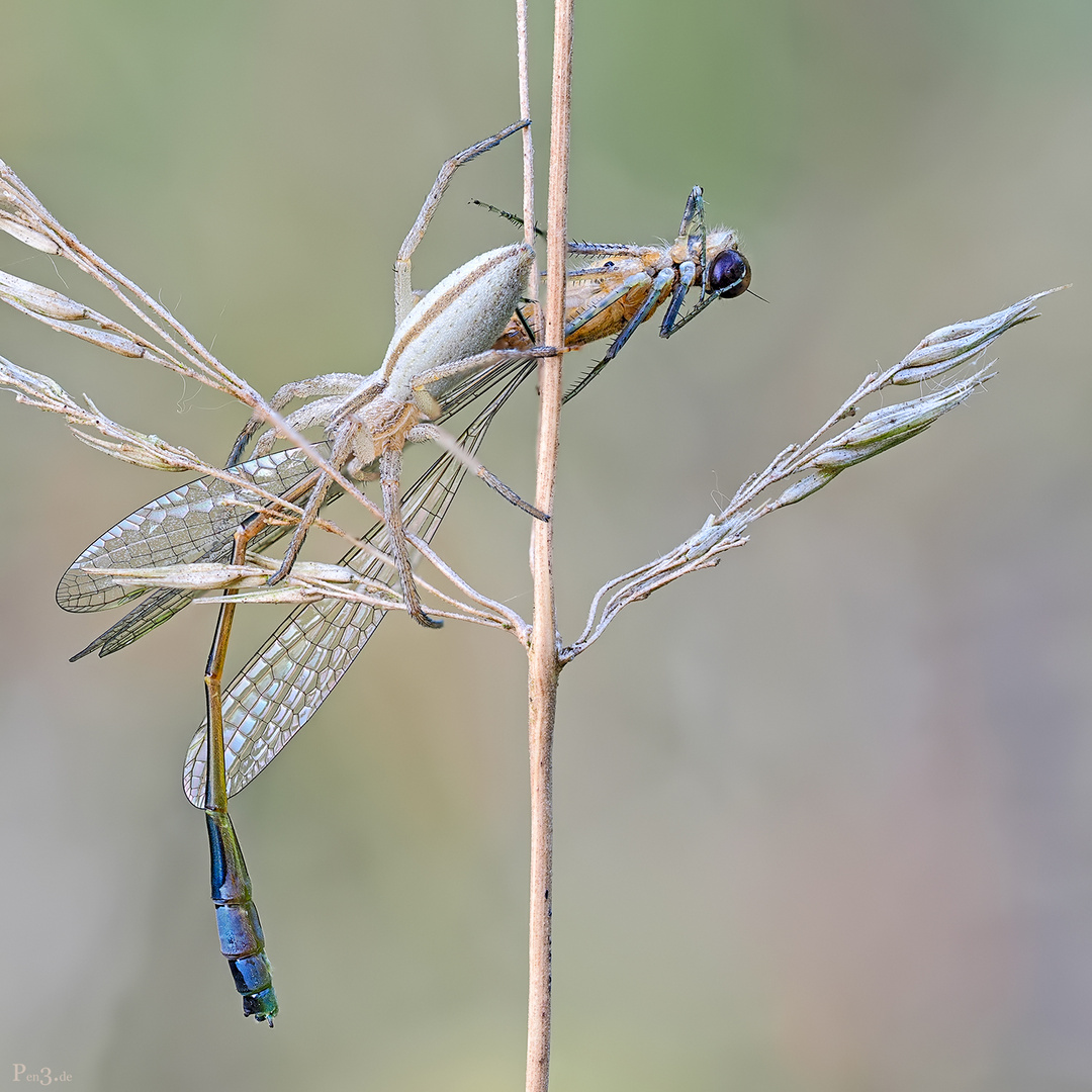 wilde Natur.....