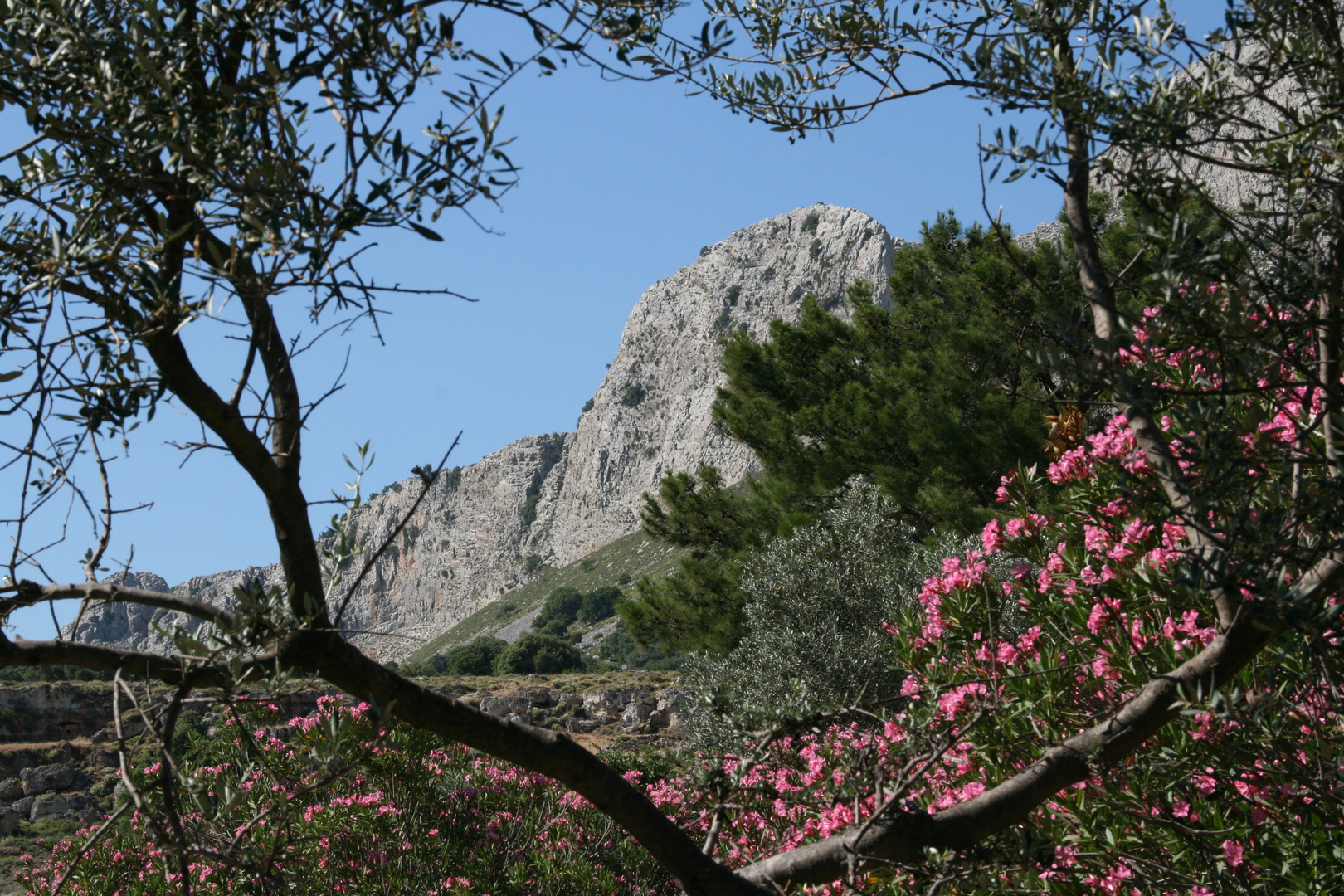 Wilde Natur auf Rhodos.