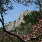 Wilde Natur auf Rhodos.