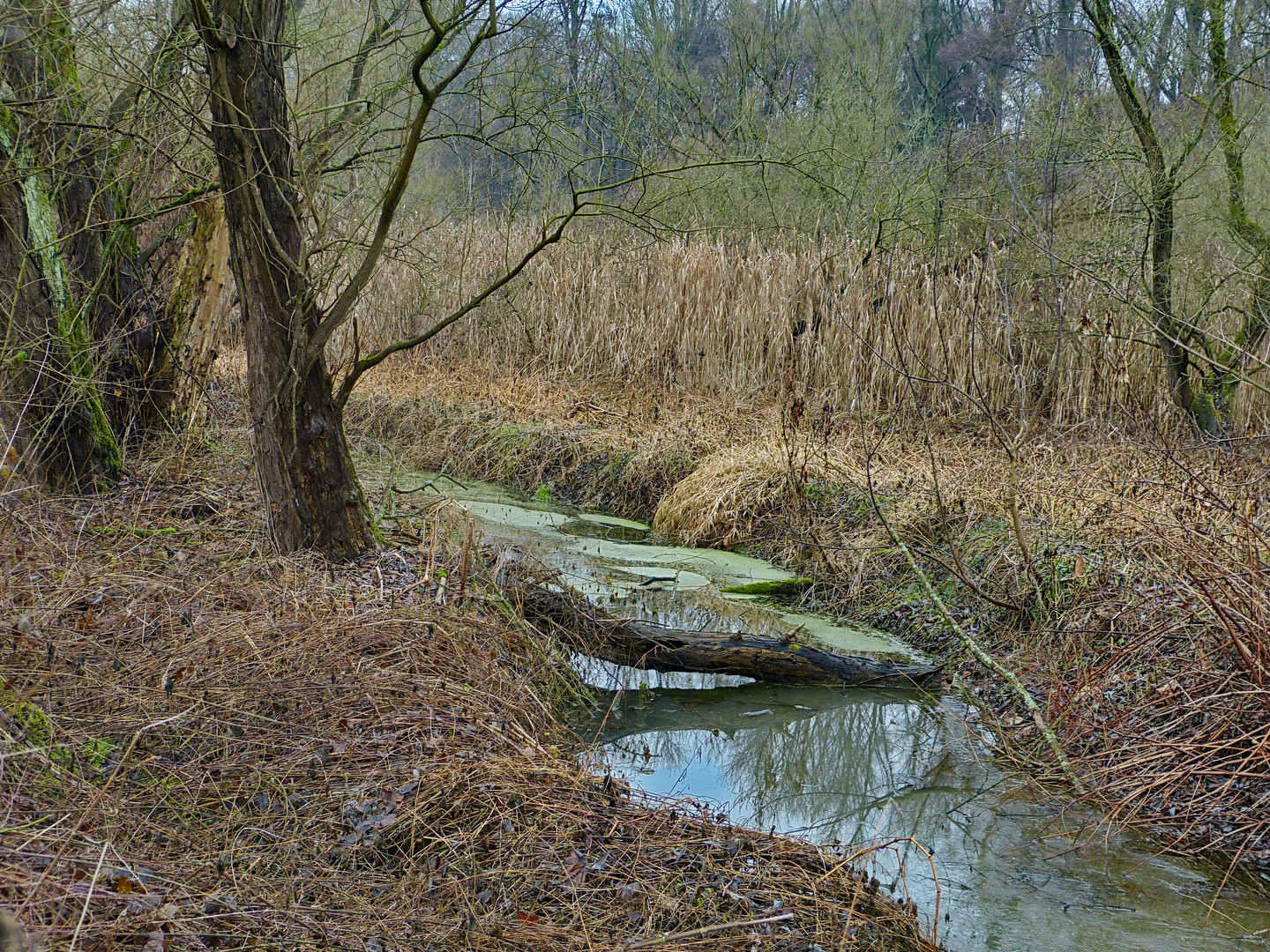 Wilde Natur bei miesem Wetter