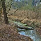 Wilde Natur bei miesem Wetter