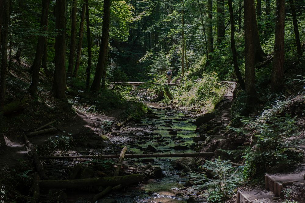 Wilde Natur im Hörschbachtal