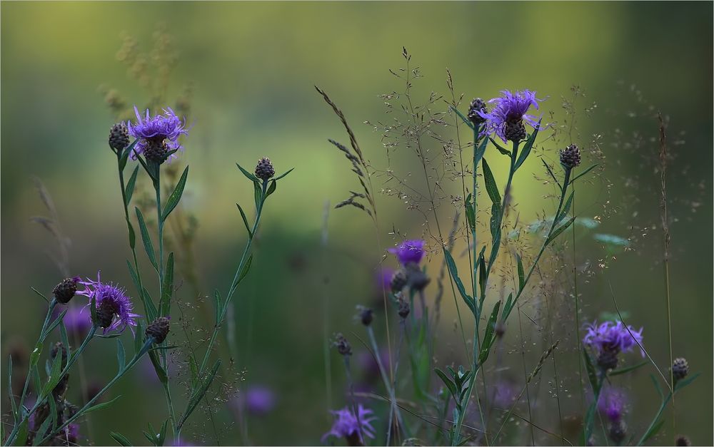 wilde Natur im Norden