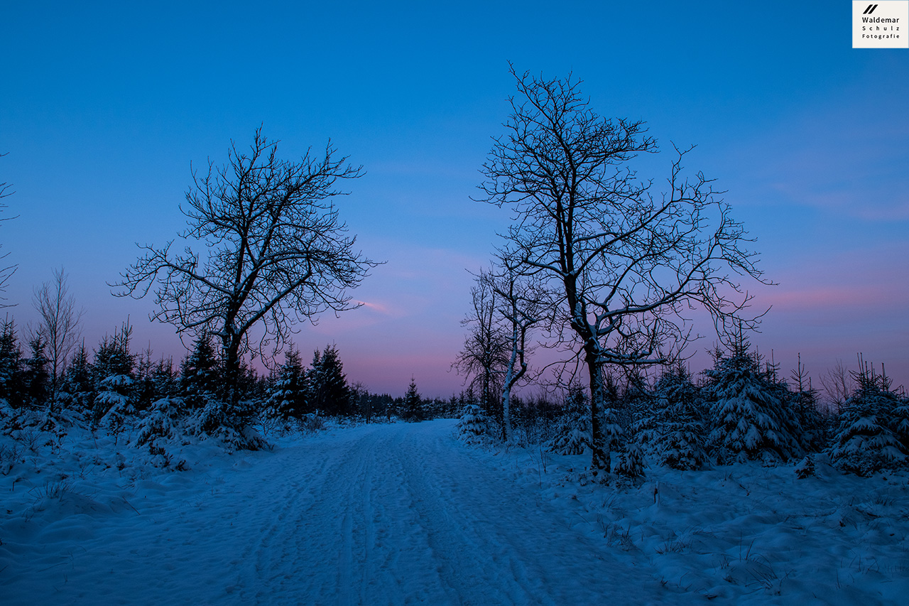 Wilde Natur zur blauen Stunde