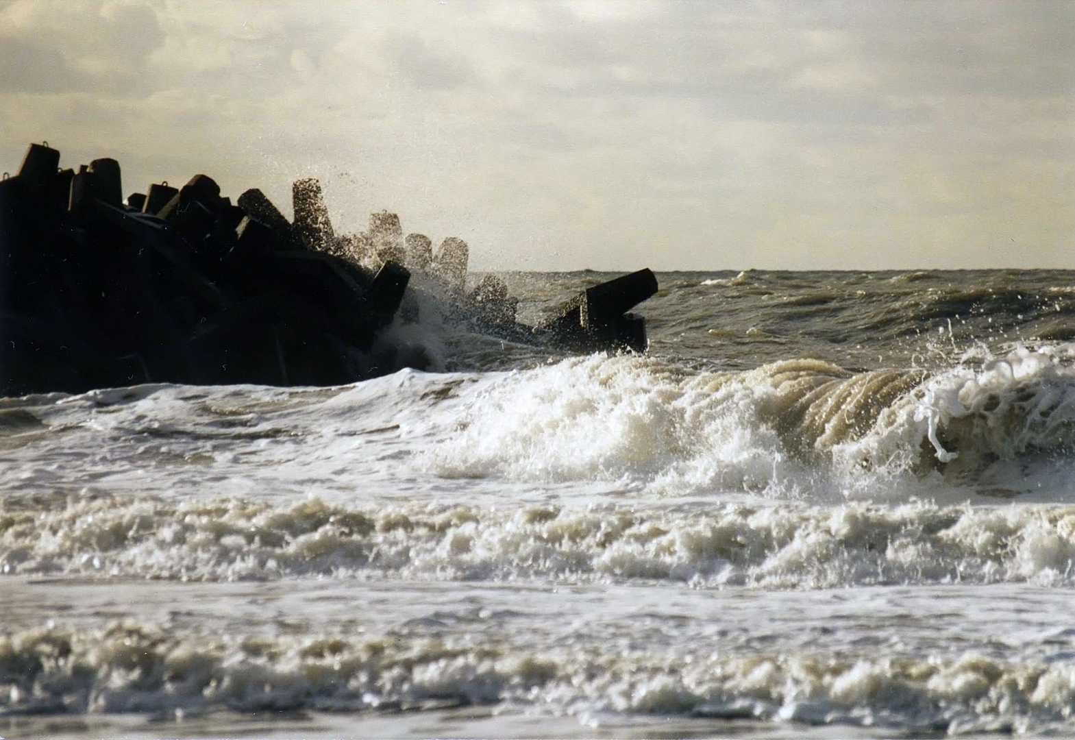 wilde Nordsee II