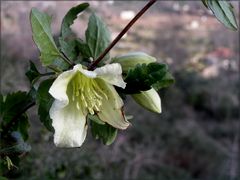 wilde oder verwilderte Baumwolle