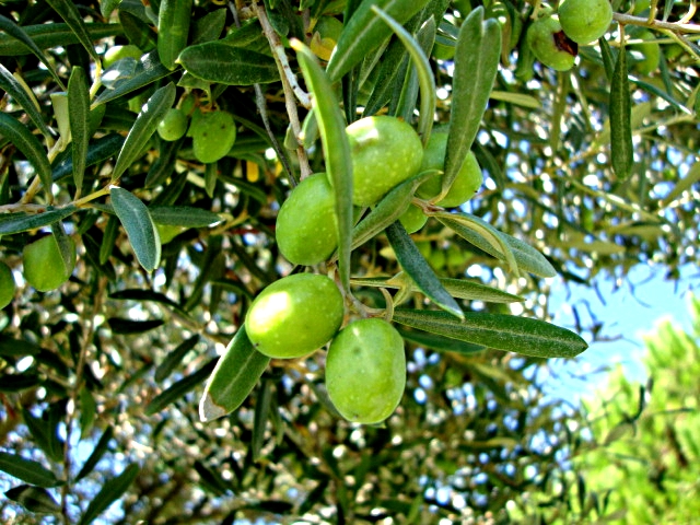 Wilde Oliven auf Mallorca