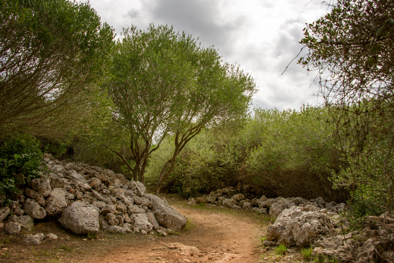 Wilde Olivenbäume in Menorca