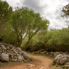 Wilde Olivenbäume in Menorca