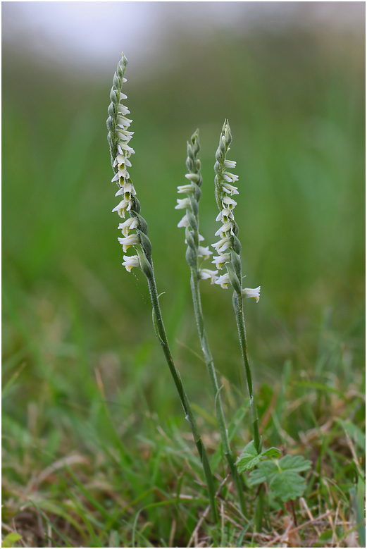 wilde Orchidee