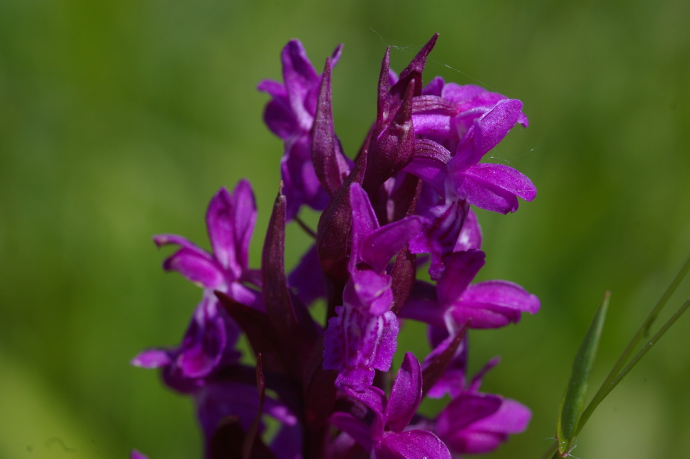 wilde Orchidee