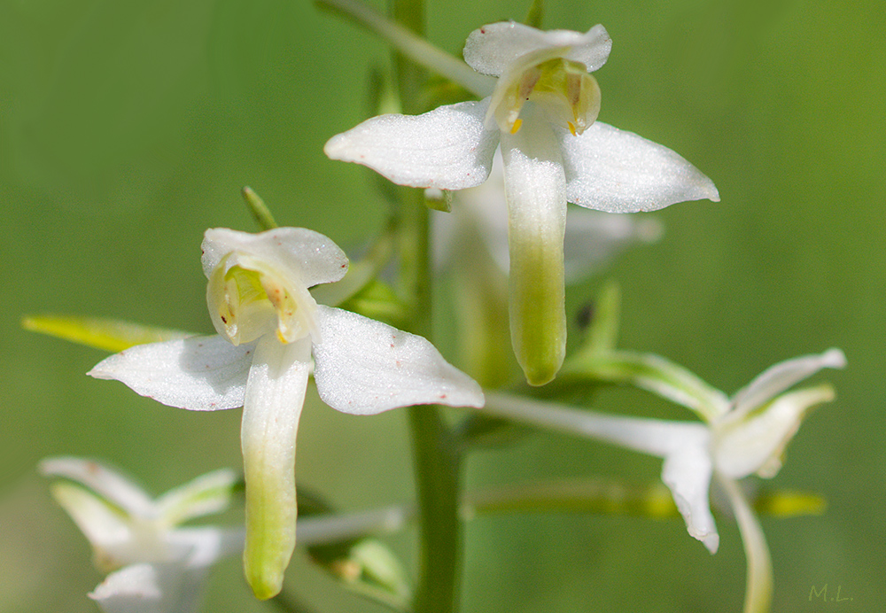 wilde Orchidee 1