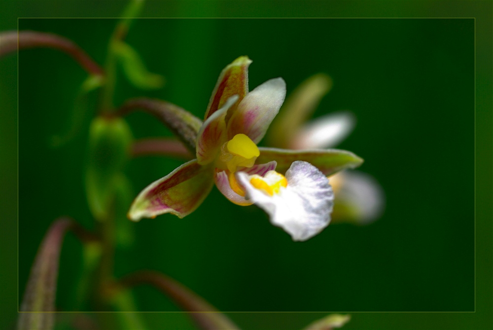 wilde Orchidee