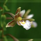 wilde Orchidee
