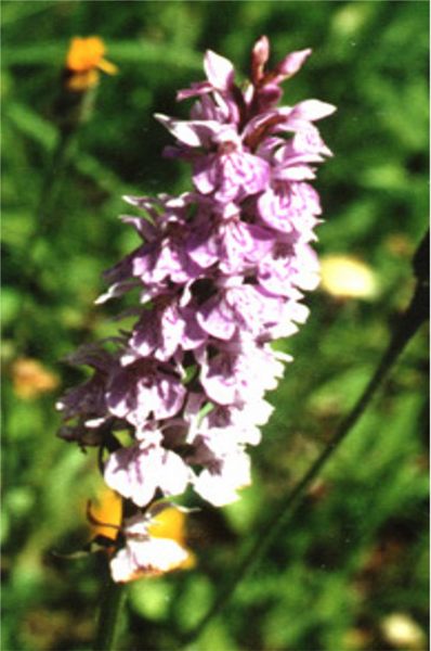 wilde Orchidee