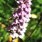 wilde Orchidee