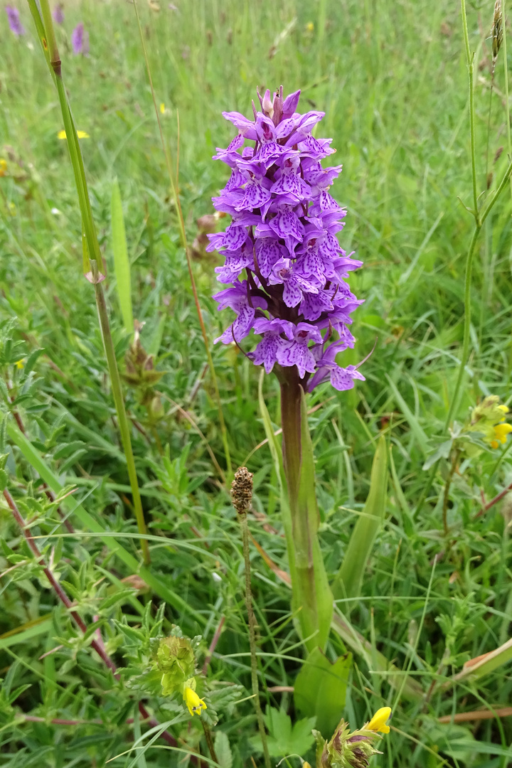 Wilde orchidee