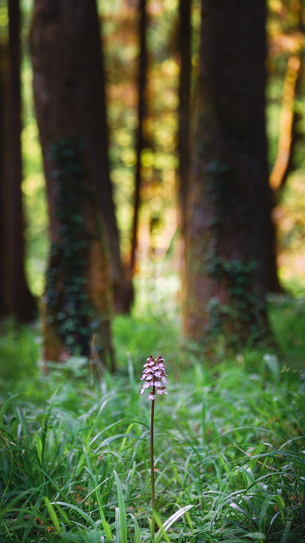 Wilde Orchidee 2