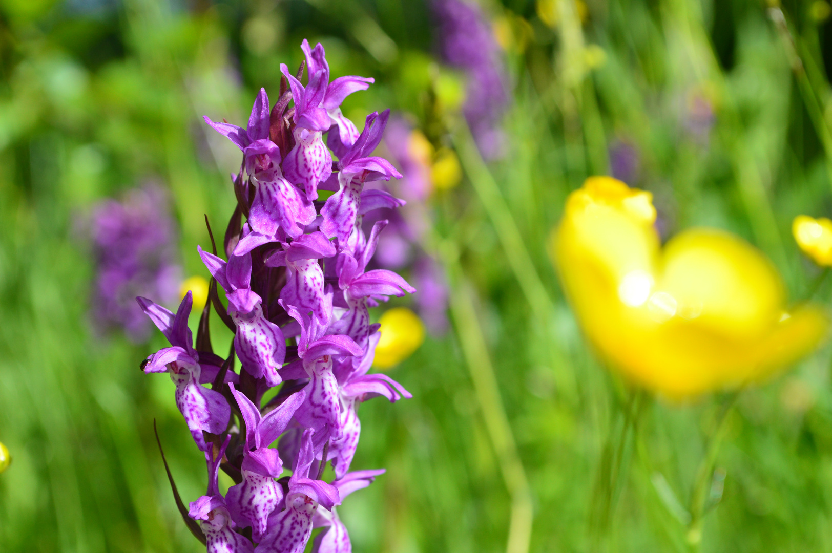 wilde Orchidee Foto & Bild pflanzen, pilze & flechten, blüten & kleinpflanzen, orchideen