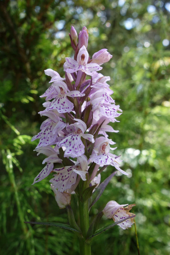 Wilde Orchidee